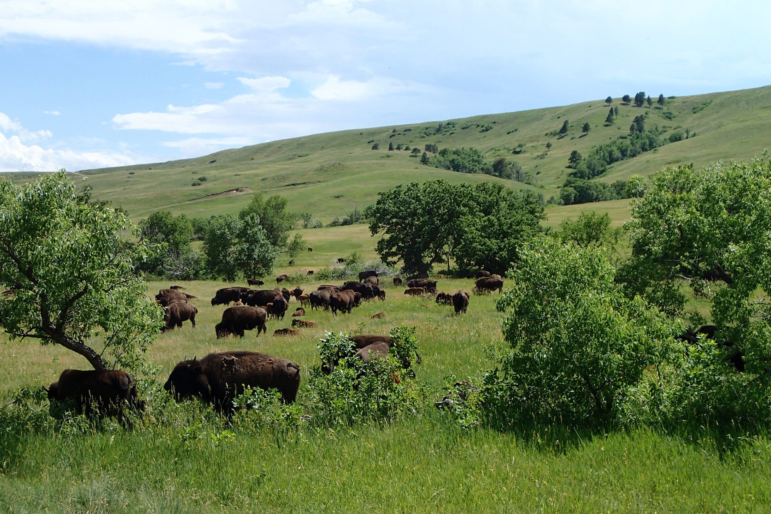 Buffalo Grazing a Field